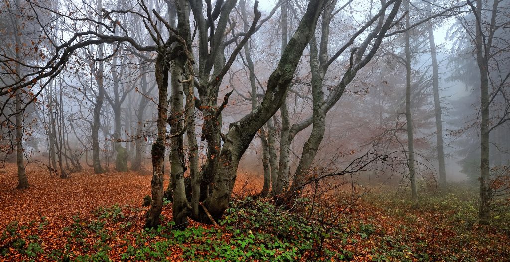 hêtraies en automne